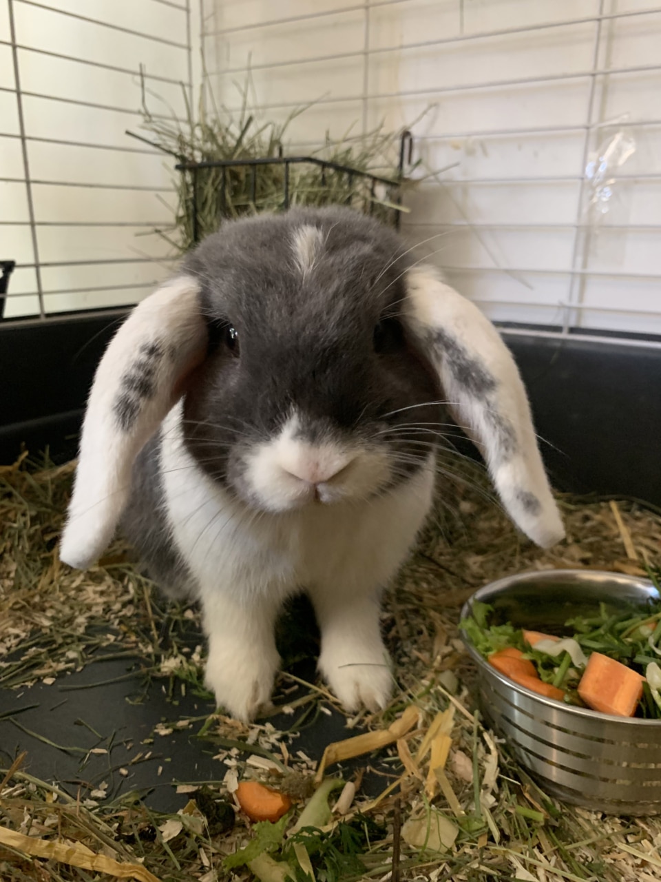 100pour100efc centre formation animalier landes pays basque 2